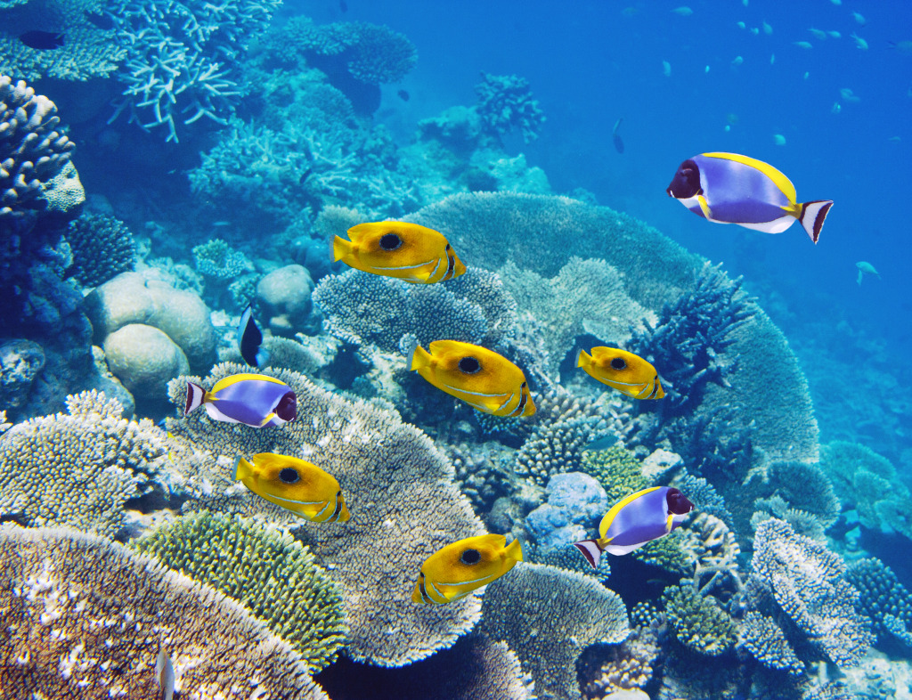 Tropical Fish over a Coral Reef jigsaw puzzle in Under the Sea puzzles on TheJigsawPuzzles.com