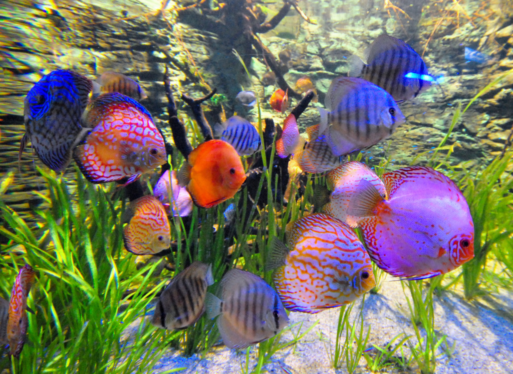 Discus Fish jigsaw puzzle in Under the Sea puzzles on TheJigsawPuzzles.com