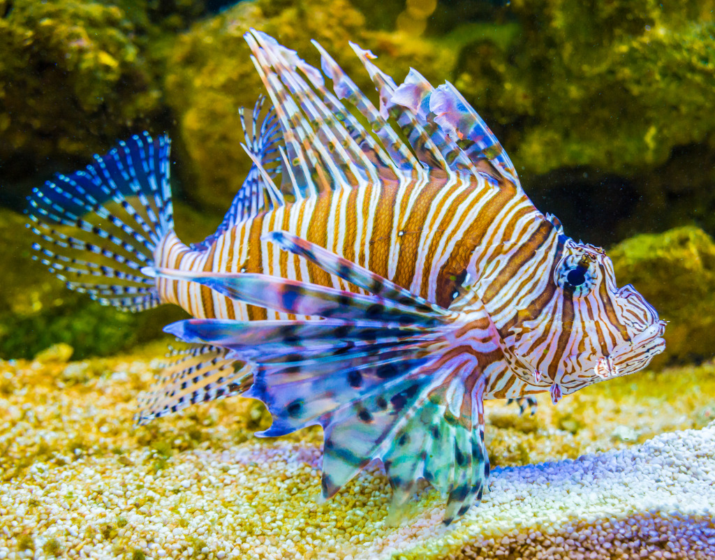 Red Lionfish jigsaw puzzle in Under the Sea puzzles on TheJigsawPuzzles.com