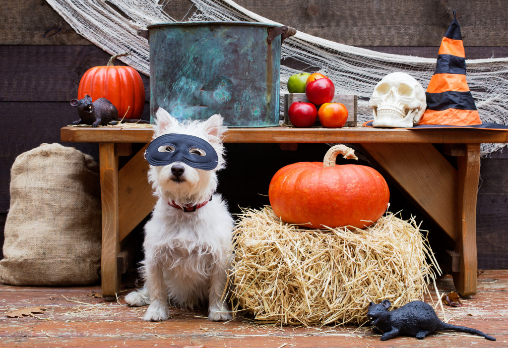 Little Dog Ready for Halloween jigsaw puzzle in Halloween puzzles on TheJigsawPuzzles.com