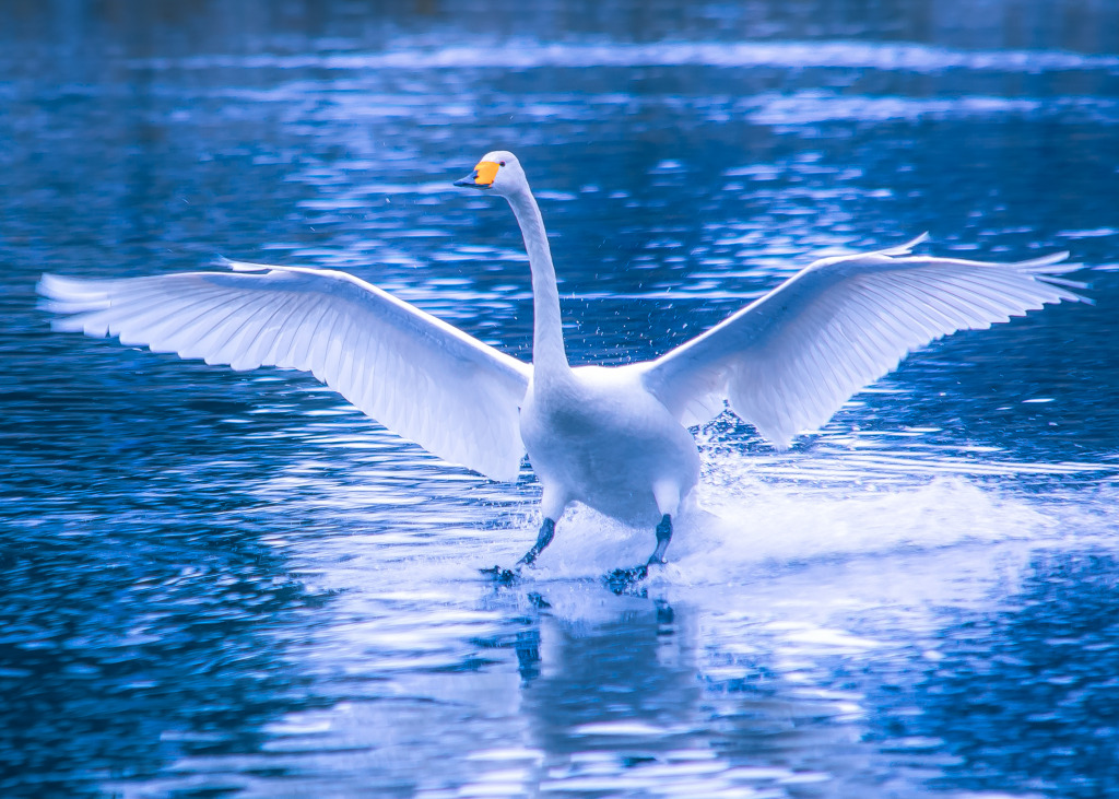 Landing Whooper Swan jigsaw puzzle in Animals puzzles on TheJigsawPuzzles.com