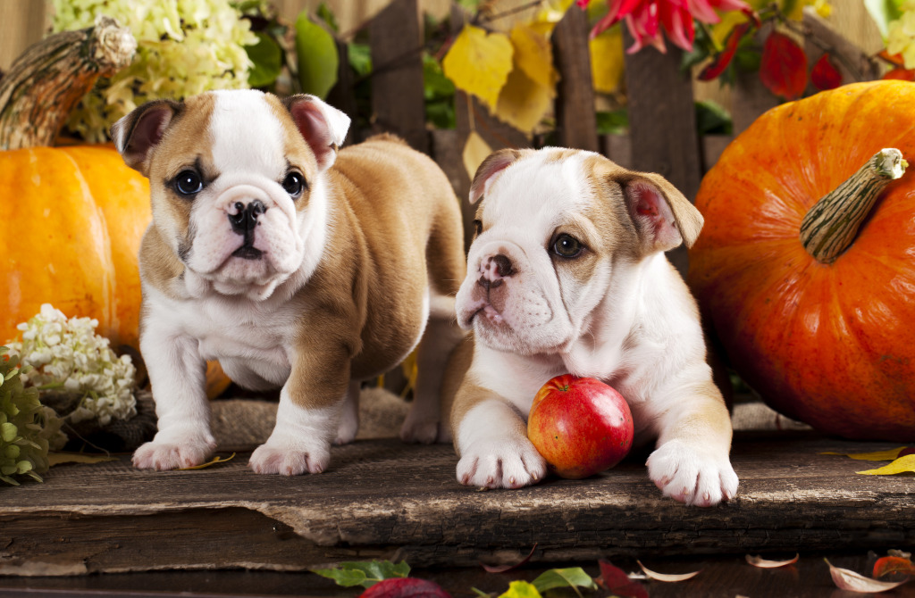 English Bulldogs and Pumpkins jigsaw puzzle in Halloween puzzles on TheJigsawPuzzles.com