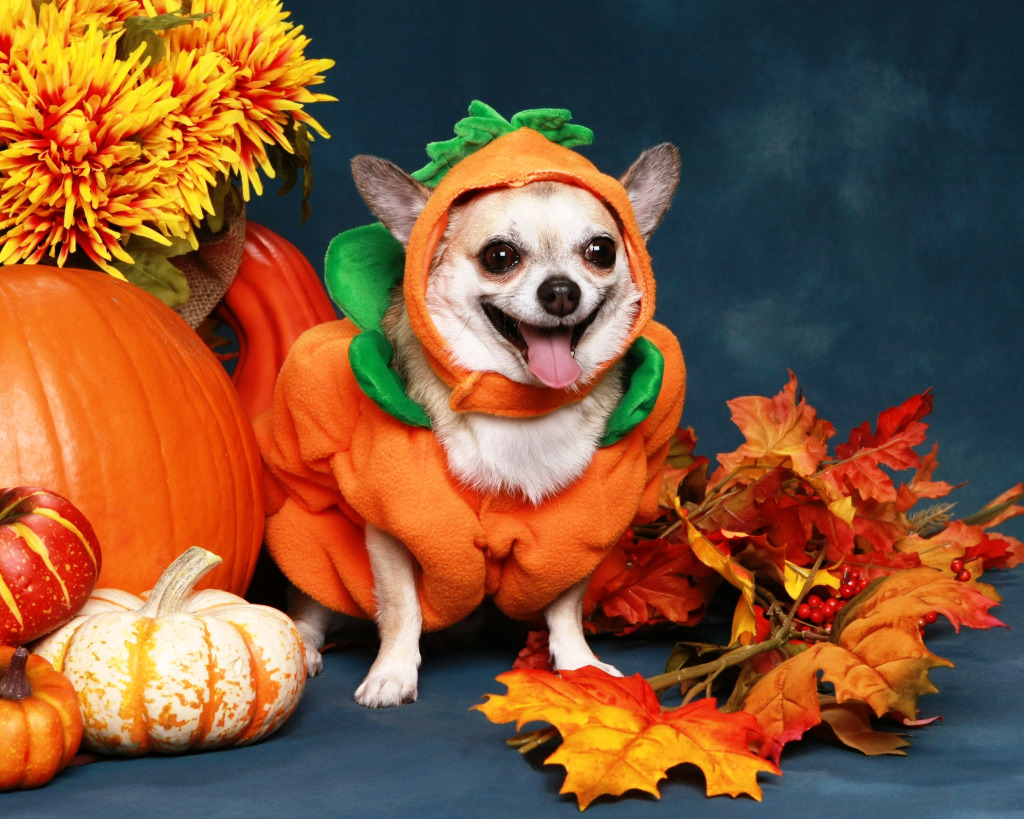 Chihuahua Dressed Up as a Pumpkin jigsaw puzzle in Halloween puzzles on TheJigsawPuzzles.com