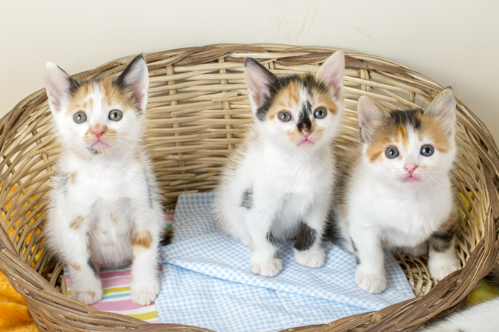 Three Little Kittens jigsaw puzzle in Animals puzzles on TheJigsawPuzzles.com