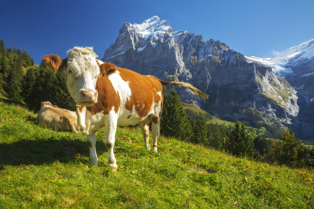Cows high above Grindelwald, Switzerland jigsaw puzzle in Animals puzzles on TheJigsawPuzzles.com