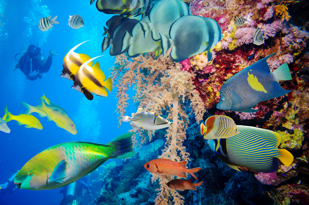 Tropical Fish and Coral Reef jigsaw puzzle in Under the Sea puzzles on TheJigsawPuzzles.com