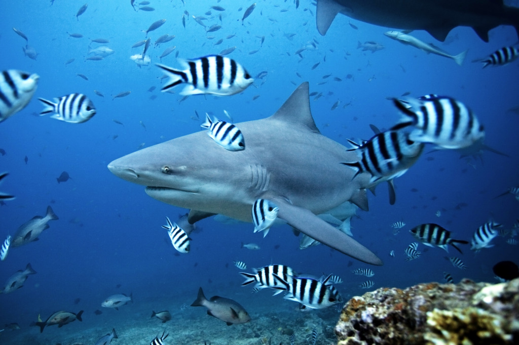 Bull Shark, Bega Lagoon, Fiji jigsaw puzzle in Under the Sea puzzles on TheJigsawPuzzles.com