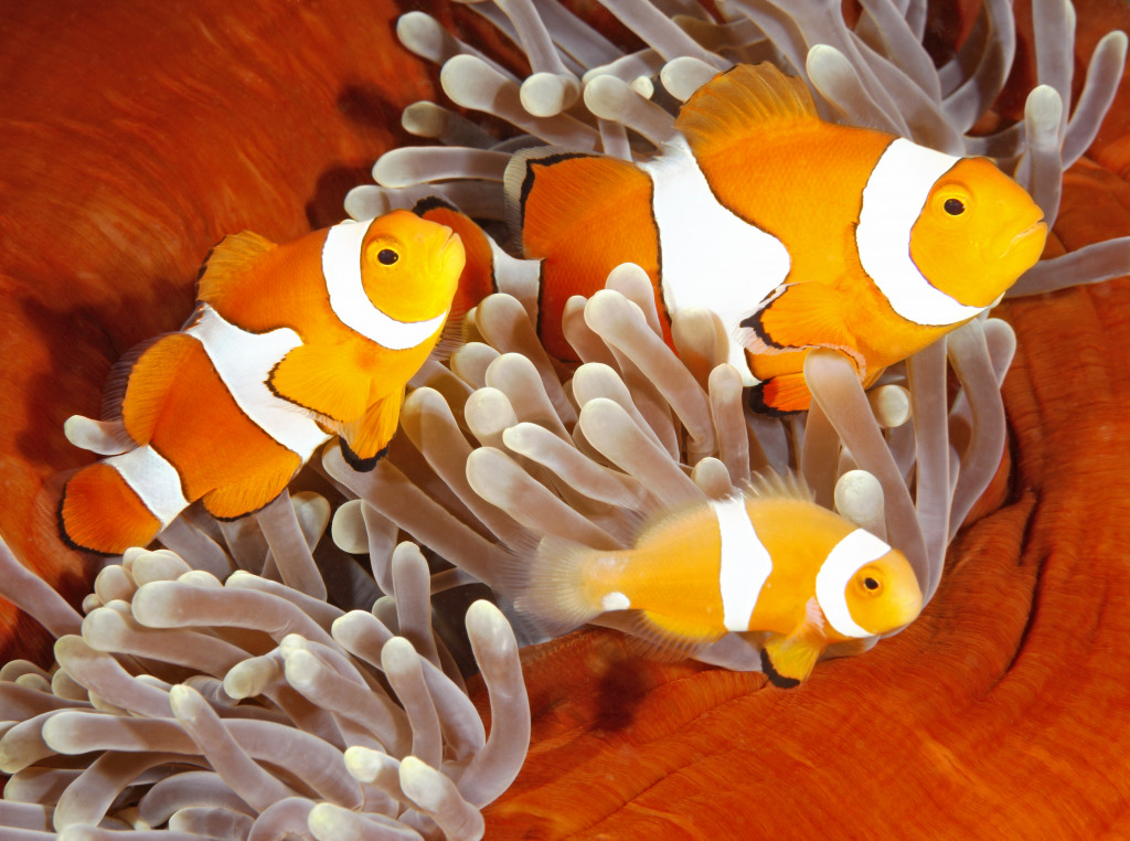 Clown Anemonefish, Solomon Islands jigsaw puzzle in Under the Sea puzzles on TheJigsawPuzzles.com