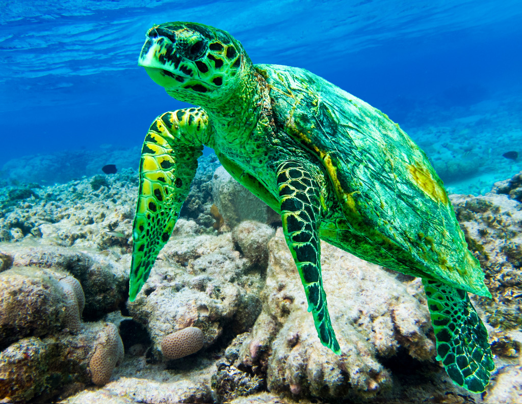 Hawksbill Sea Turtle jigsaw puzzle in Under the Sea puzzles on TheJigsawPuzzles.com