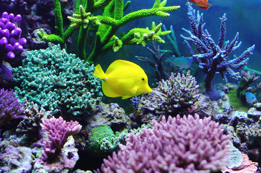 Yellow Tang in Aquarium jigsaw puzzle in Under the Sea puzzles on TheJigsawPuzzles.com