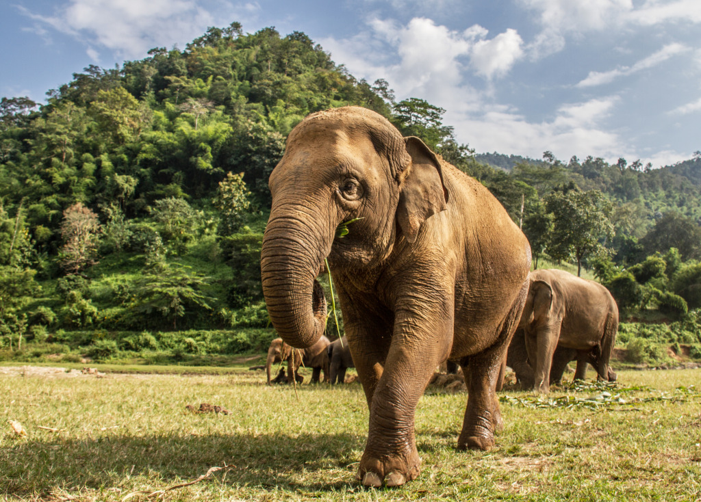 Chiang Mai's Elephant Nature Park, Thailand jigsaw puzzle in Animals puzzles on TheJigsawPuzzles.com