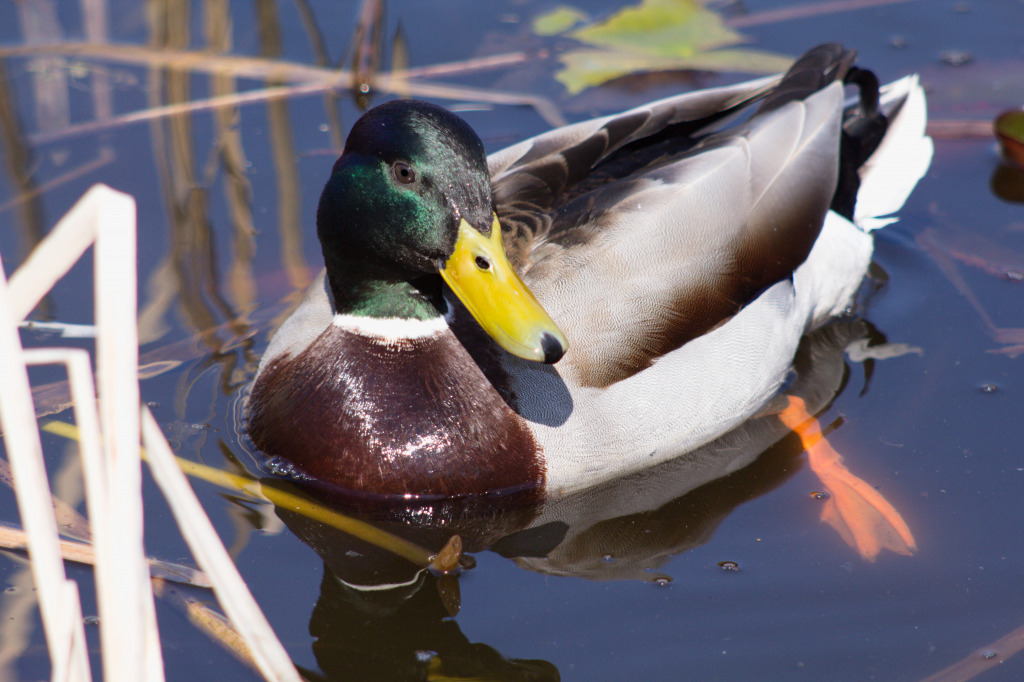 Wild Duck jigsaw puzzle in Animals puzzles on TheJigsawPuzzles.com