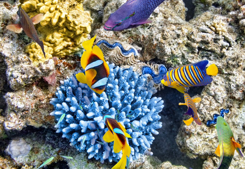 Corals and Tropical Fish jigsaw puzzle in Under the Sea puzzles on TheJigsawPuzzles.com