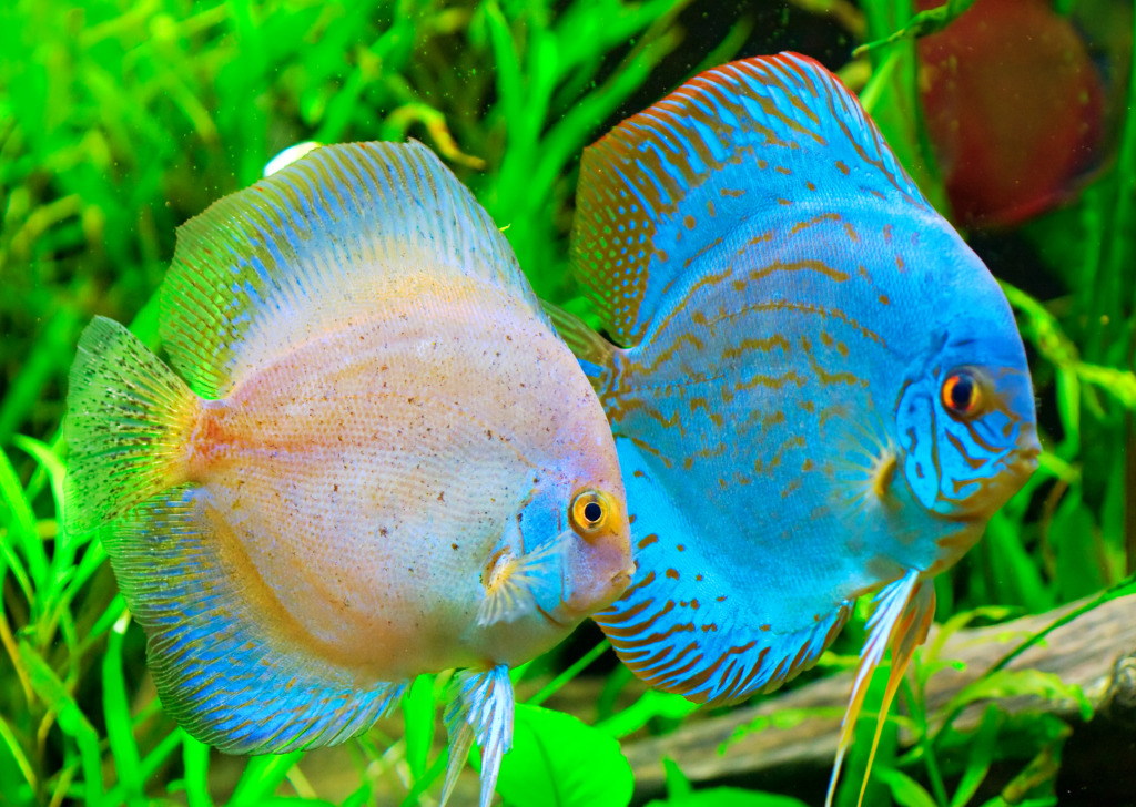 Discus Fish jigsaw puzzle in Under the Sea puzzles on TheJigsawPuzzles.com