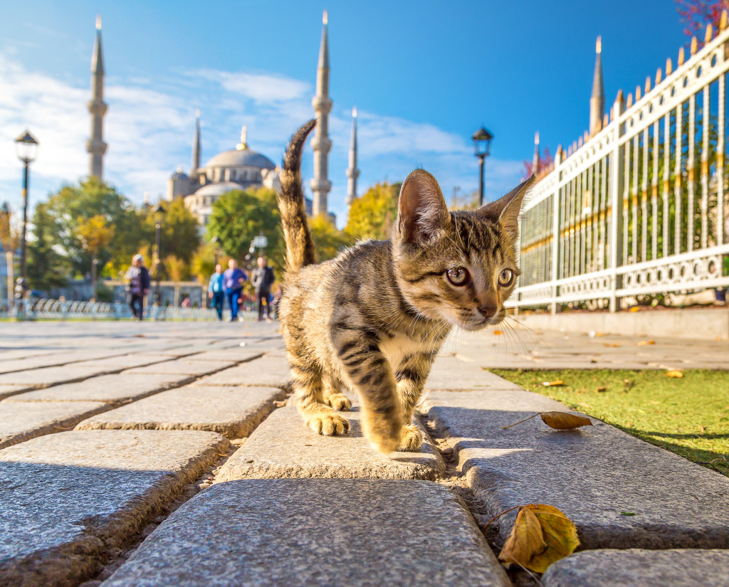 Cat  In Istanbul, Turkey jigsaw puzzle in Puzzle of the Day puzzles on TheJigsawPuzzles.com