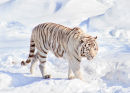 White Bengal Tiger