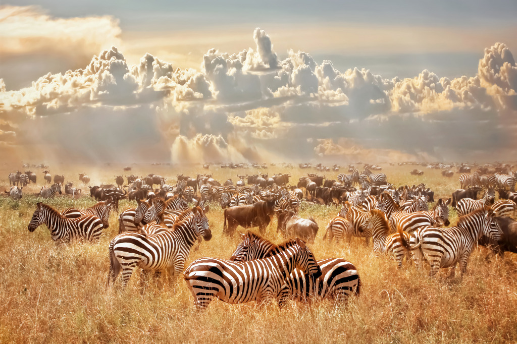 African Wild Zebras jigsaw puzzle in Animals puzzles on TheJigsawPuzzles.com
