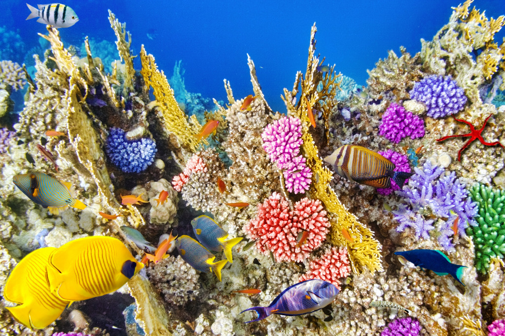 Wonderful Underwater World jigsaw puzzle in Under the Sea puzzles on TheJigsawPuzzles.com
