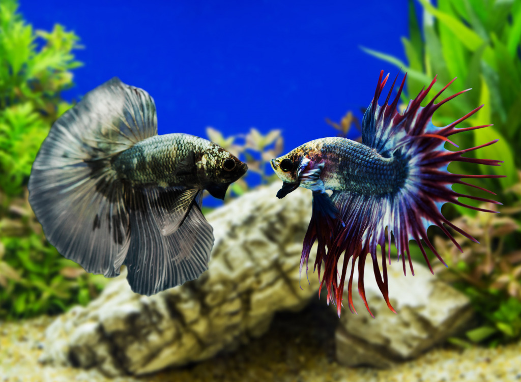 Siamese Fighting Fish jigsaw puzzle in Under the Sea puzzles on TheJigsawPuzzles.com