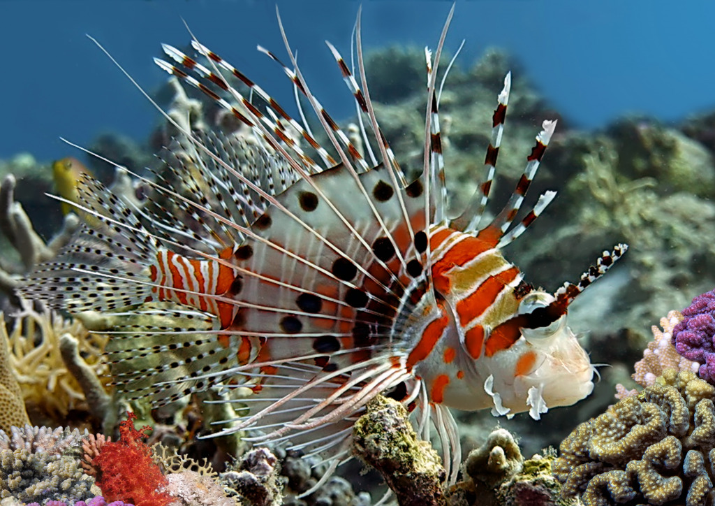 Spotfin Lionfish jigsaw puzzle in Under the Sea puzzles on TheJigsawPuzzles.com