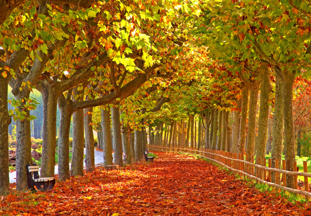Autumnal Park jigsaw puzzle in Great Sightings puzzles on TheJigsawPuzzles.com