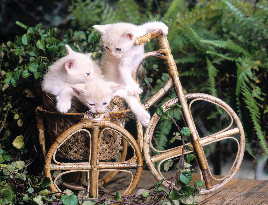 Kittens Playing in the Garden jigsaw puzzle in Puzzle of the Day puzzles on TheJigsawPuzzles.com