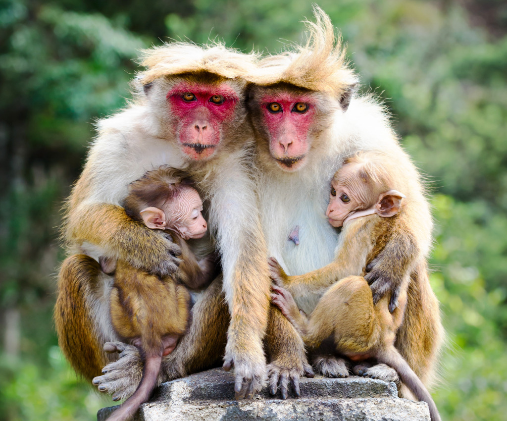 Red Face Macaque Monkeys jigsaw puzzle in Animals puzzles on TheJigsawPuzzles.com