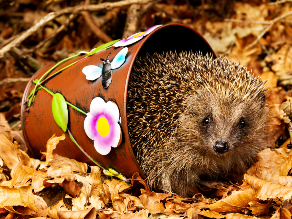 Hedgehog in a Bucket jigsaw puzzle in Animals puzzles on TheJigsawPuzzles.com