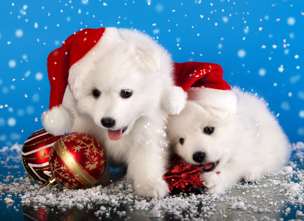 White Pomeranian Spitz jigsaw puzzle in Christmas & New Year puzzles on TheJigsawPuzzles.com