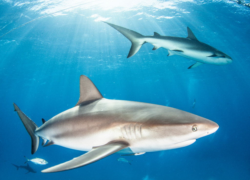 Caribbean Reef Shark jigsaw puzzle in Under the Sea puzzles on TheJigsawPuzzles.com