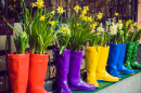 Yellow Daffodils and Hyacinth