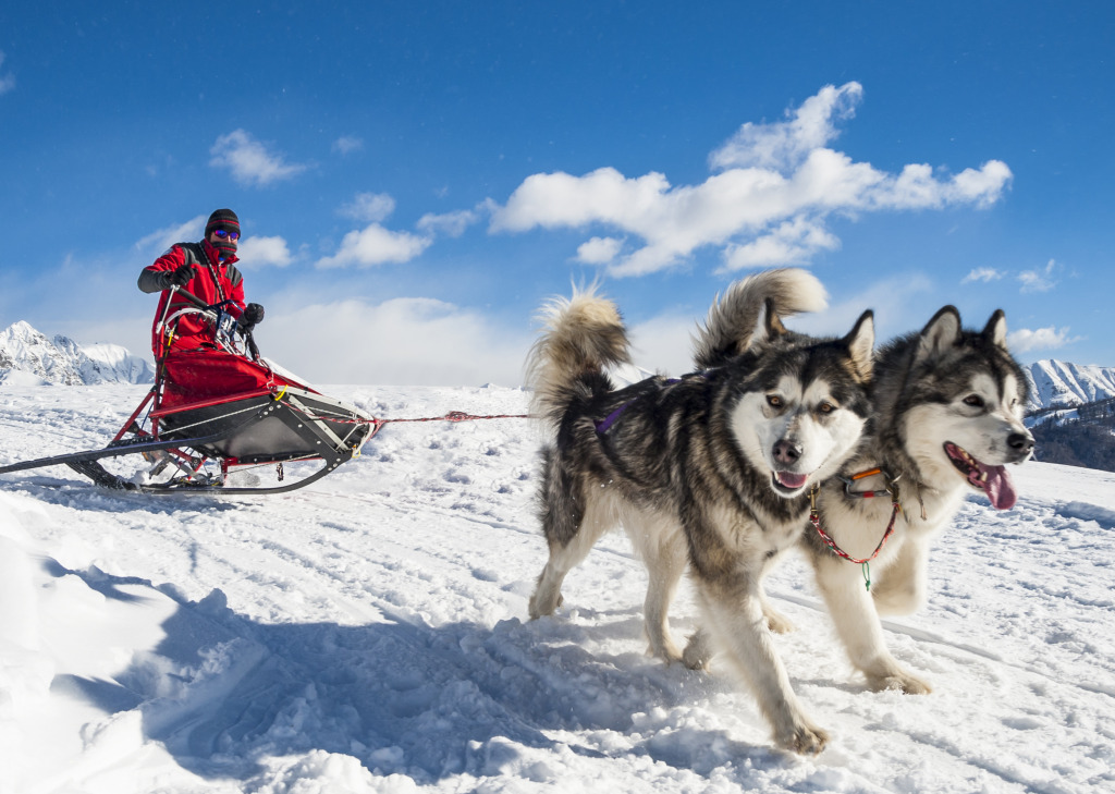 Sled Dogs in the Alps jigsaw puzzle in Animals puzzles on TheJigsawPuzzles.com