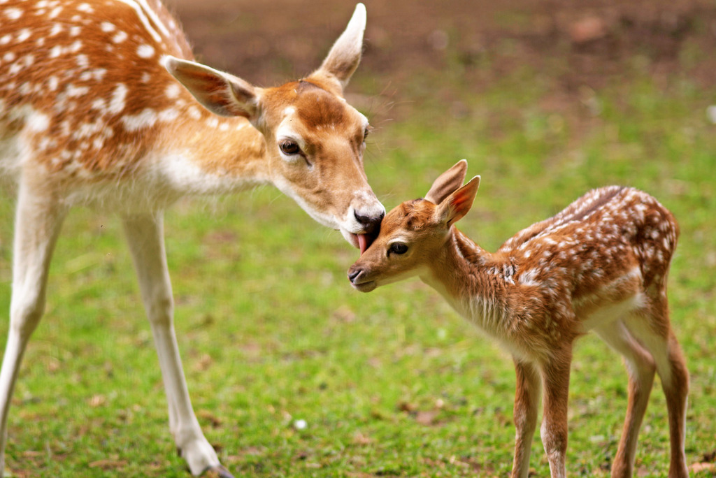 Deer and Fawn jigsaw puzzle in Animals puzzles on TheJigsawPuzzles.com