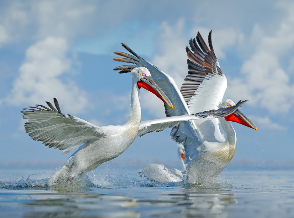 Pelicans in Lake Kerkini, Greece jigsaw puzzle in Animals puzzles on TheJigsawPuzzles.com