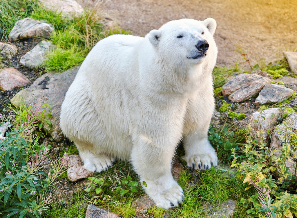 Polar Bear jigsaw puzzle in Animals puzzles on TheJigsawPuzzles.com