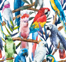 Tropical Birds