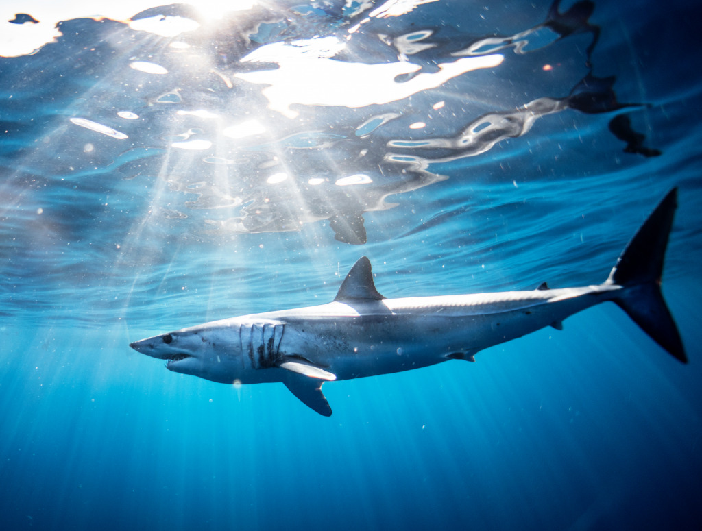 Mako Shark, Sea of Cortez, Mexico jigsaw puzzle in People puzzles on TheJigsawPuzzles.com
