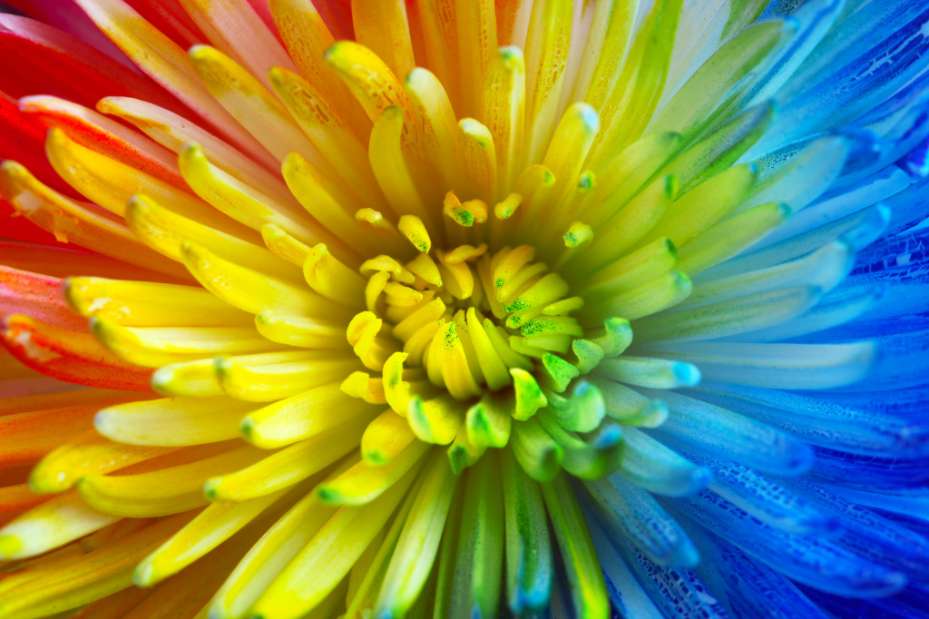 Rainbow Flower jigsaw puzzle in Puzzle of the Day puzzles on TheJigsawPuzzles.com