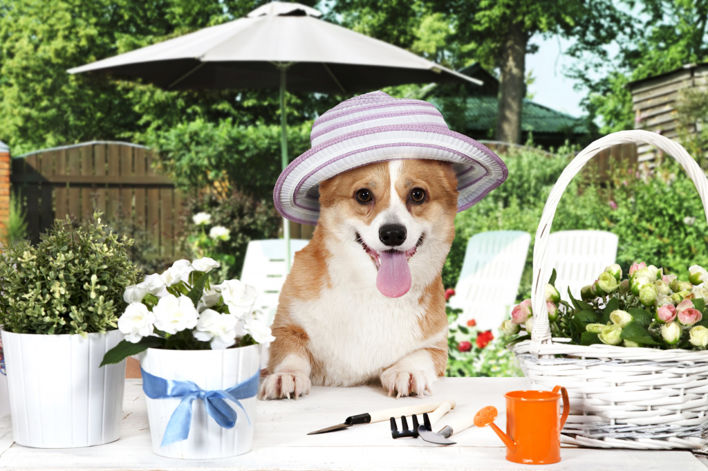 Pembroke Welsh Corgi jigsaw puzzle in Animals puzzles on TheJigsawPuzzles.com