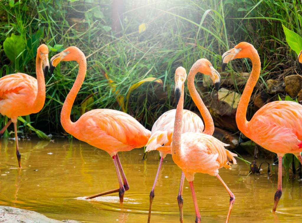 Flamingo Herd jigsaw puzzle in Animals puzzles on TheJigsawPuzzles.com