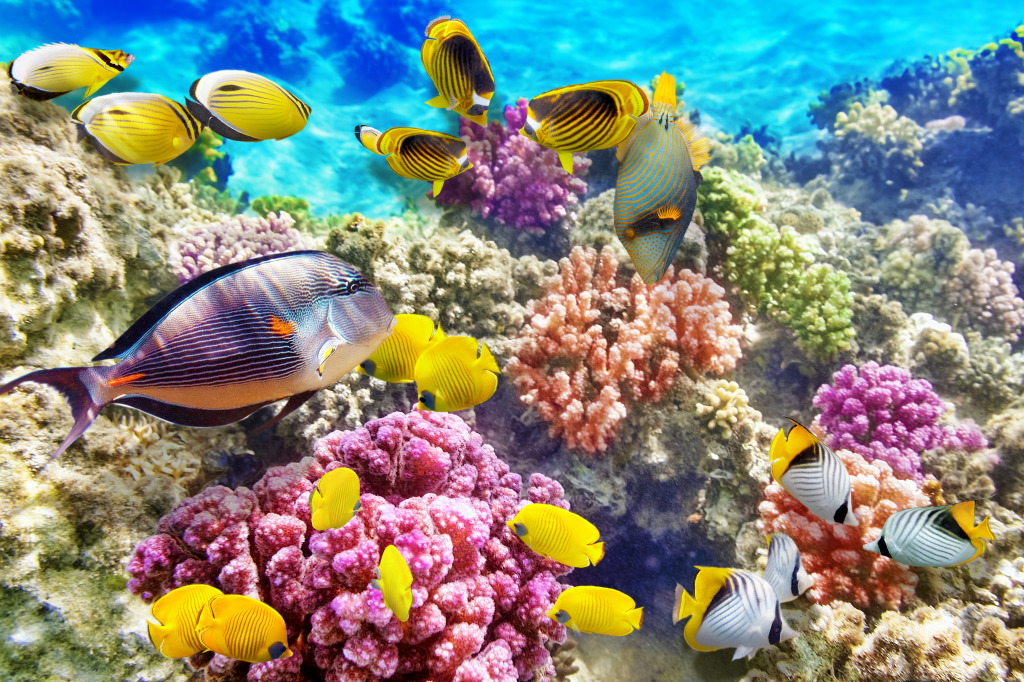 Corals and Tropical Fish jigsaw puzzle in Under the Sea puzzles on TheJigsawPuzzles.com