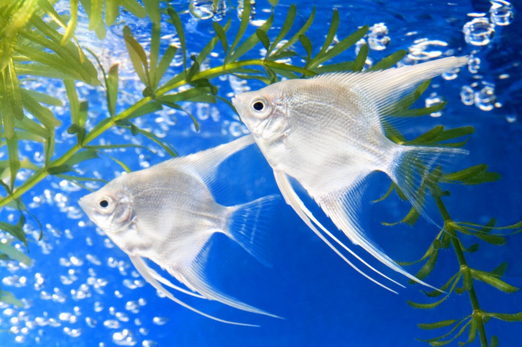 Angel Fish and Green Algae jigsaw puzzle in Under the Sea puzzles on TheJigsawPuzzles.com