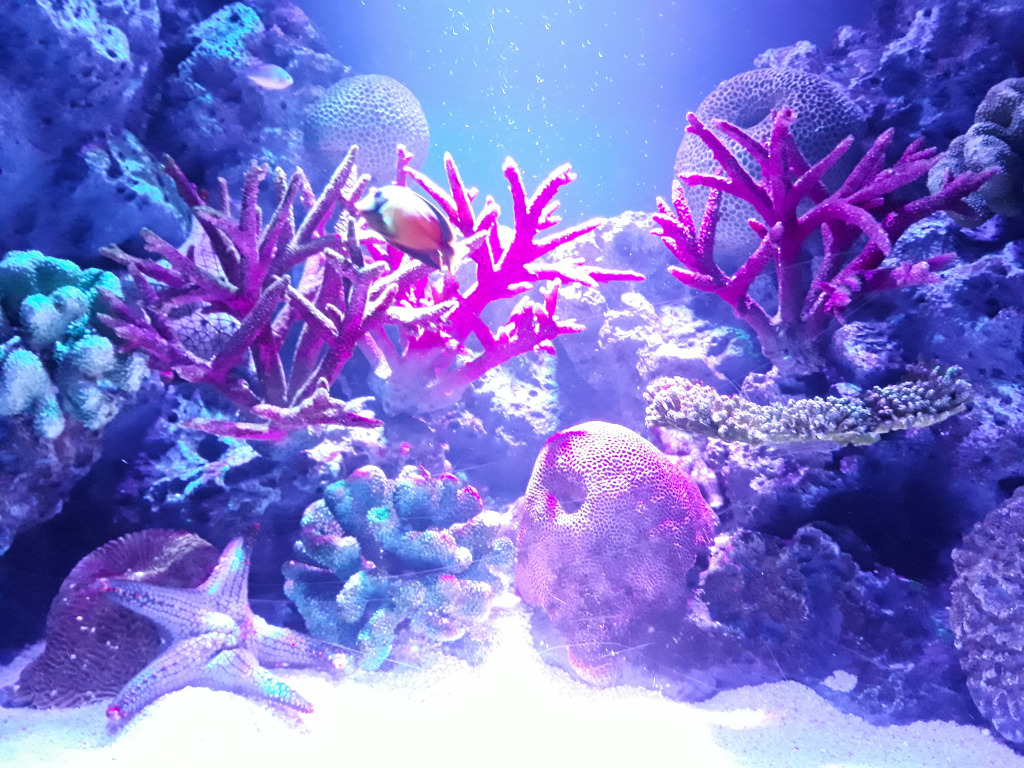 Coral Reef jigsaw puzzle in Under the Sea puzzles on TheJigsawPuzzles.com