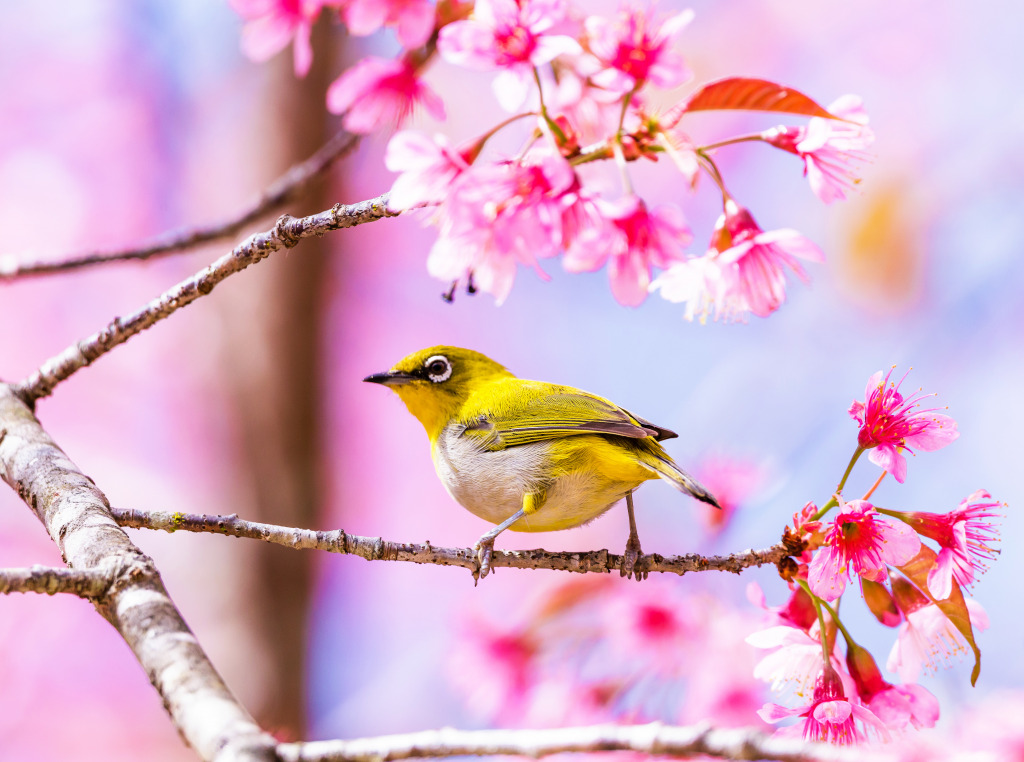 Oriental White-Eye in Thailand jigsaw puzzle in Puzzle of the Day puzzles on TheJigsawPuzzles.com