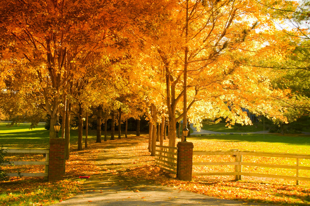 Autumn Alley jigsaw puzzle in Great Sightings puzzles on TheJigsawPuzzles.com