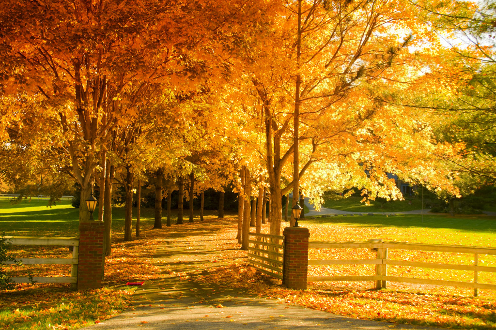 Autumn Alley jigsaw puzzle in Great Sightings puzzles on TheJigsawPuzzles.com