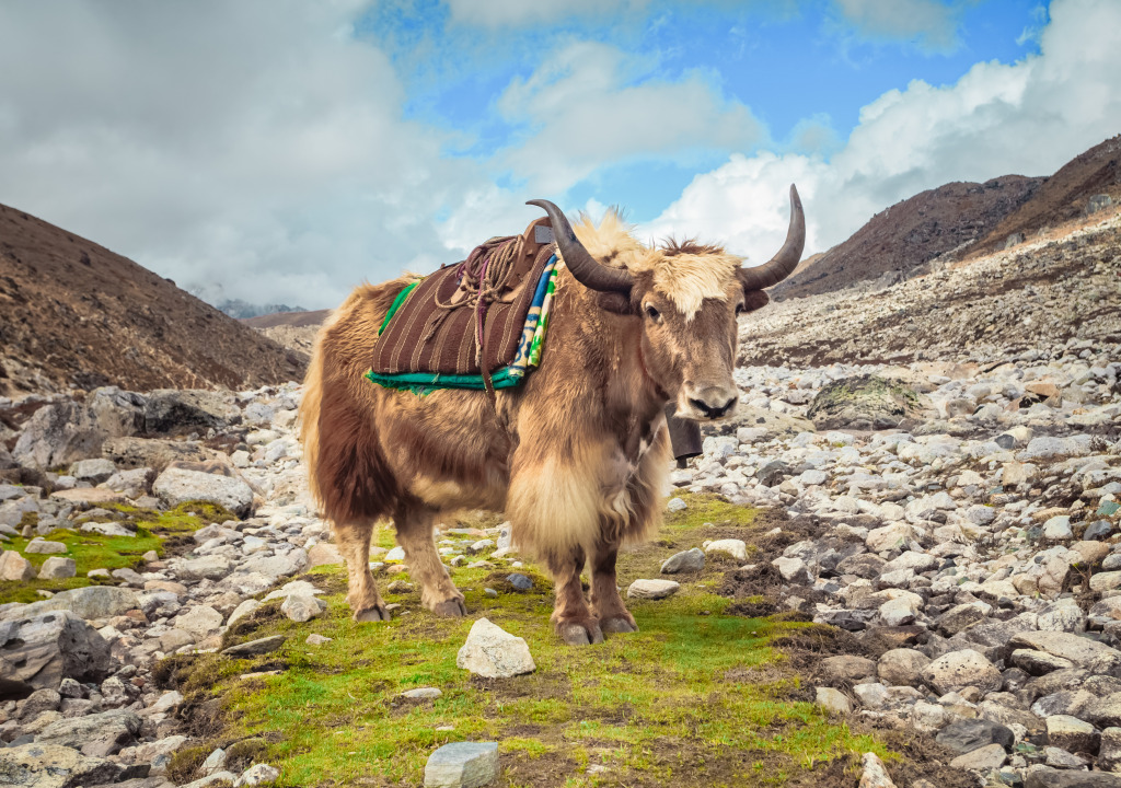 Yak on the Way to Everest Base Camp jigsaw puzzle in Animals puzzles on TheJigsawPuzzles.com