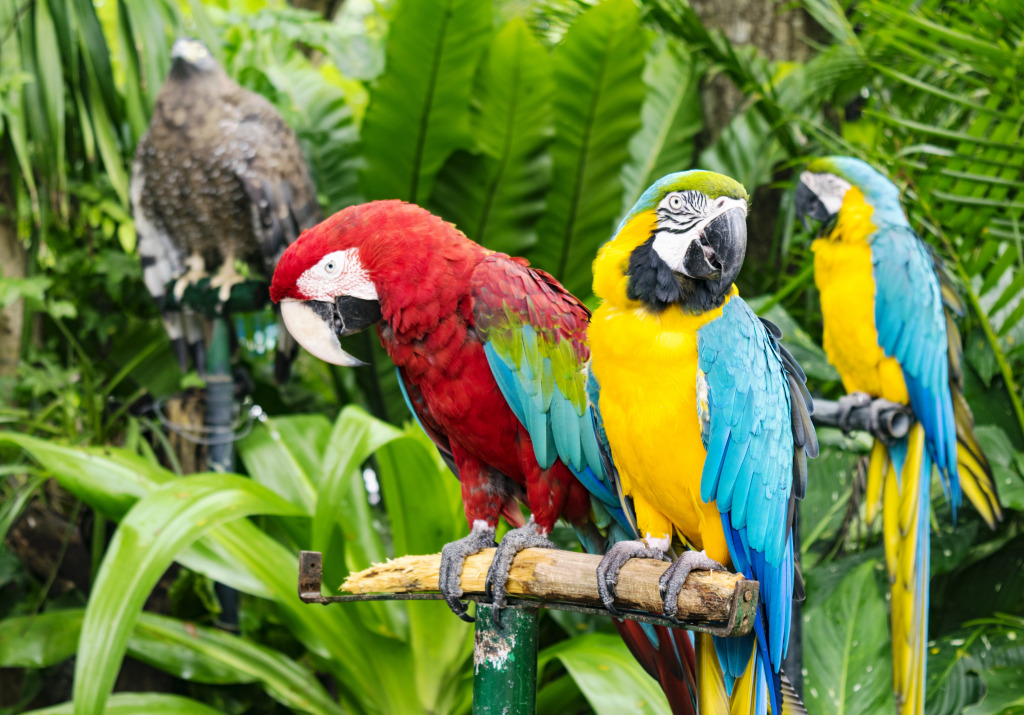 Scarlet and Blue-and-Yellow Macaws jigsaw puzzle in Animals puzzles on TheJigsawPuzzles.com