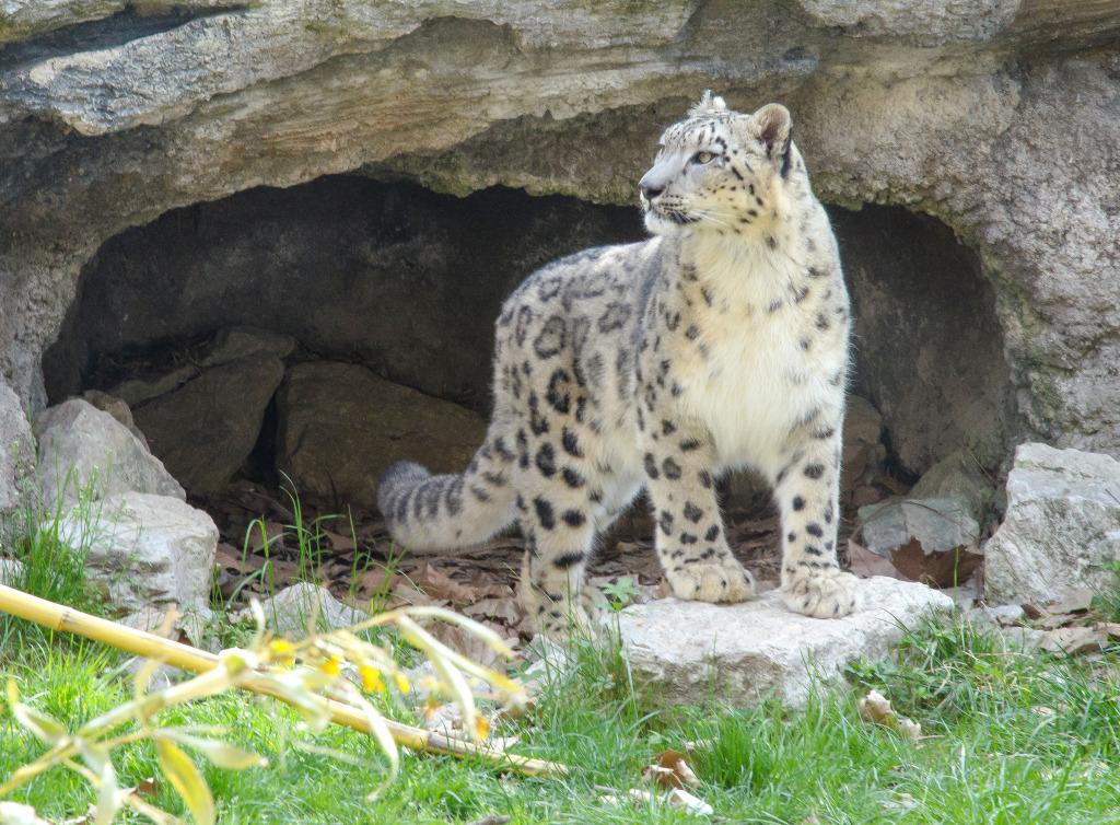 Snow Leopard jigsaw puzzle in Animals puzzles on TheJigsawPuzzles.com