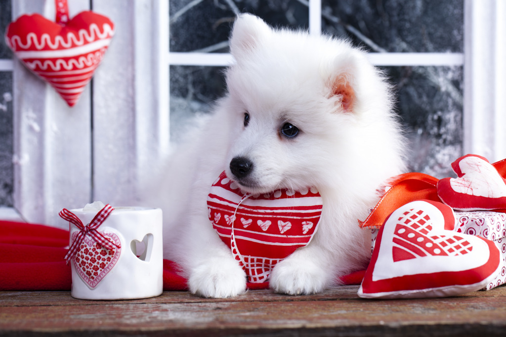 Valentine Samoyed Puppy Dog jigsaw puzzle in Valentine's Day puzzles on TheJigsawPuzzles.com